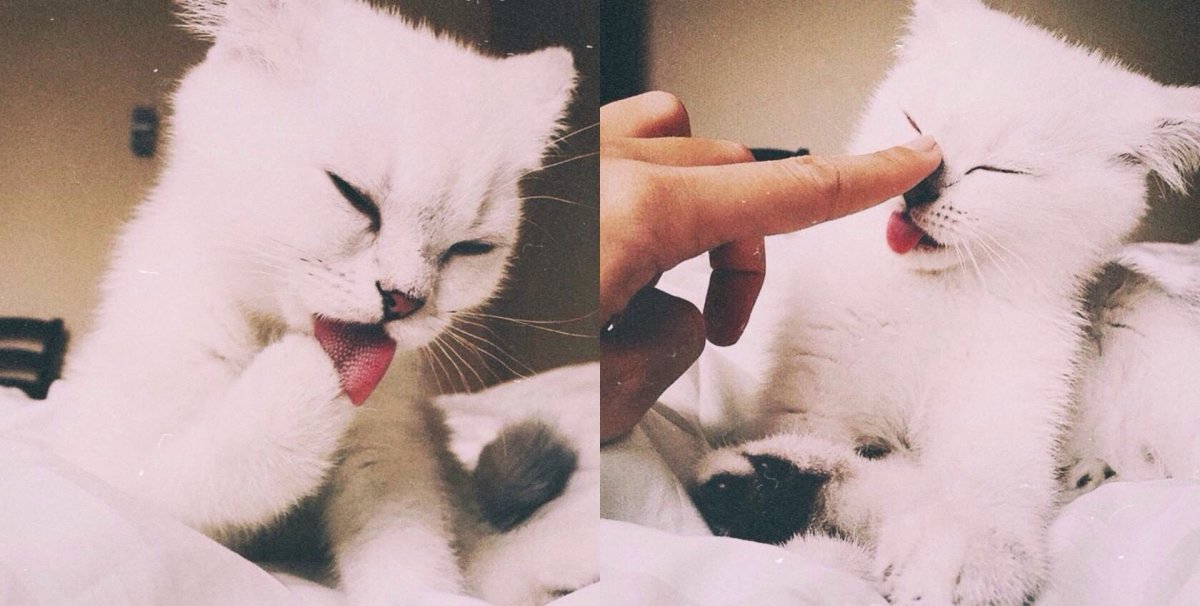 Котик сохраненка