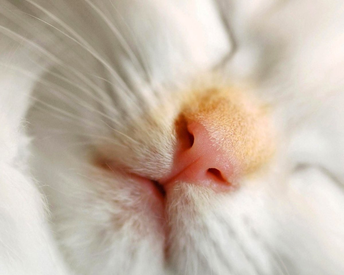 Кошачий носик