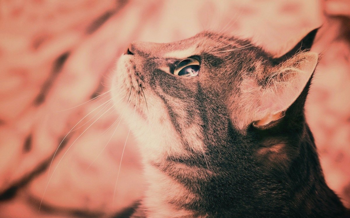 Кошачья Эстетика