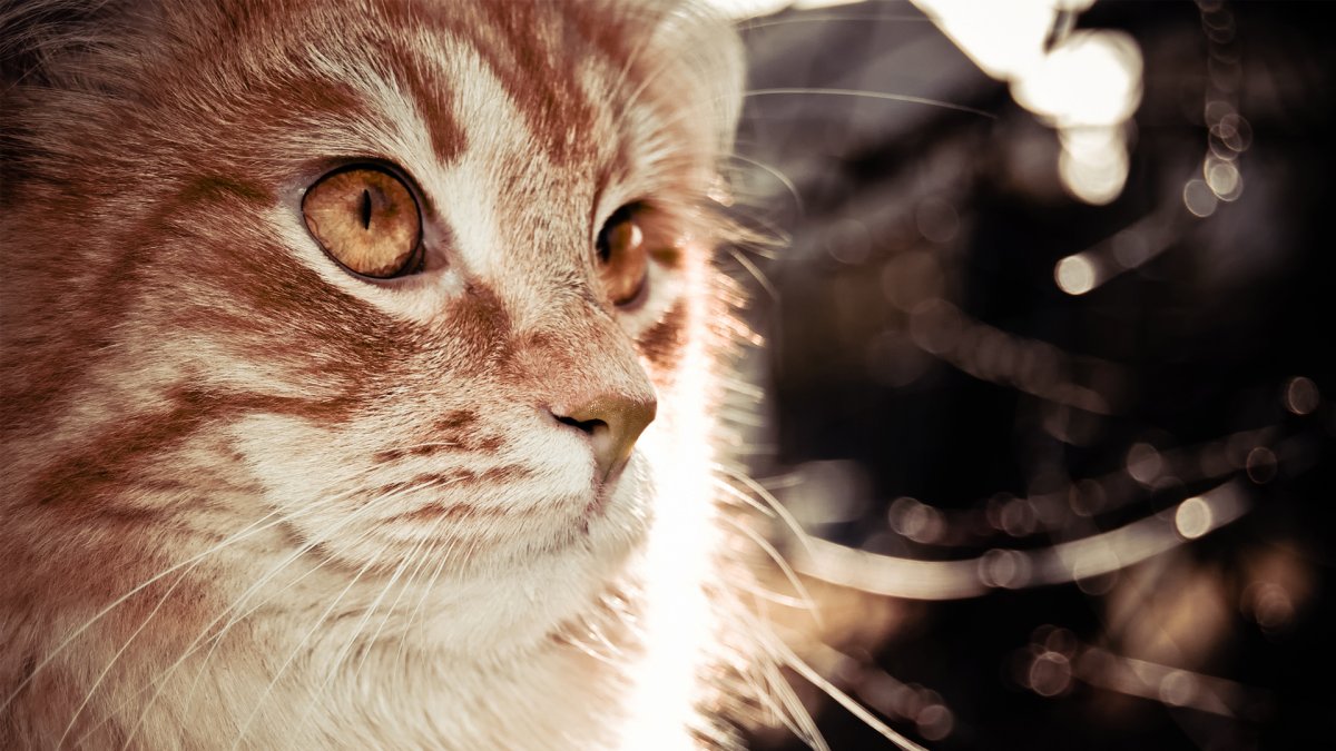 Красивые обои на рабочий стол коты