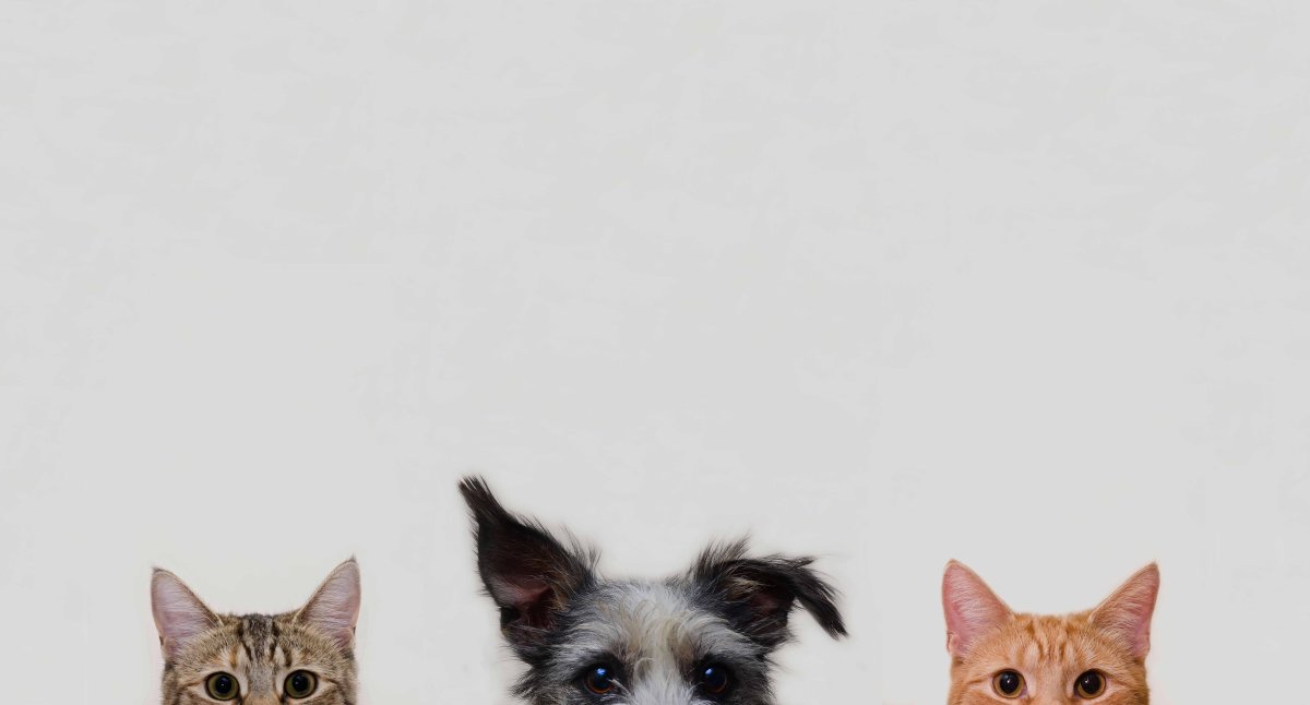 Домашние животные Минимализм