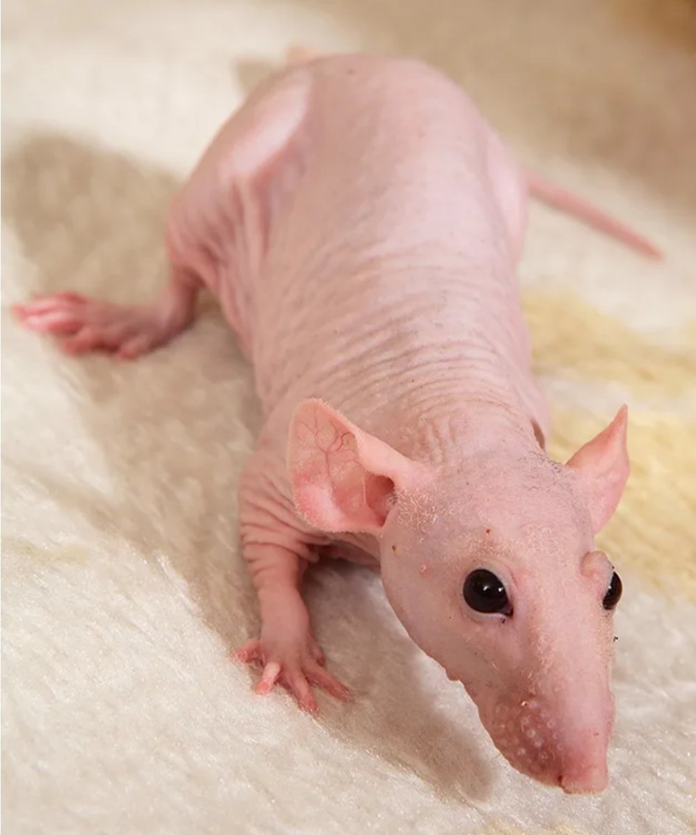 Крыса скинни Дамбо