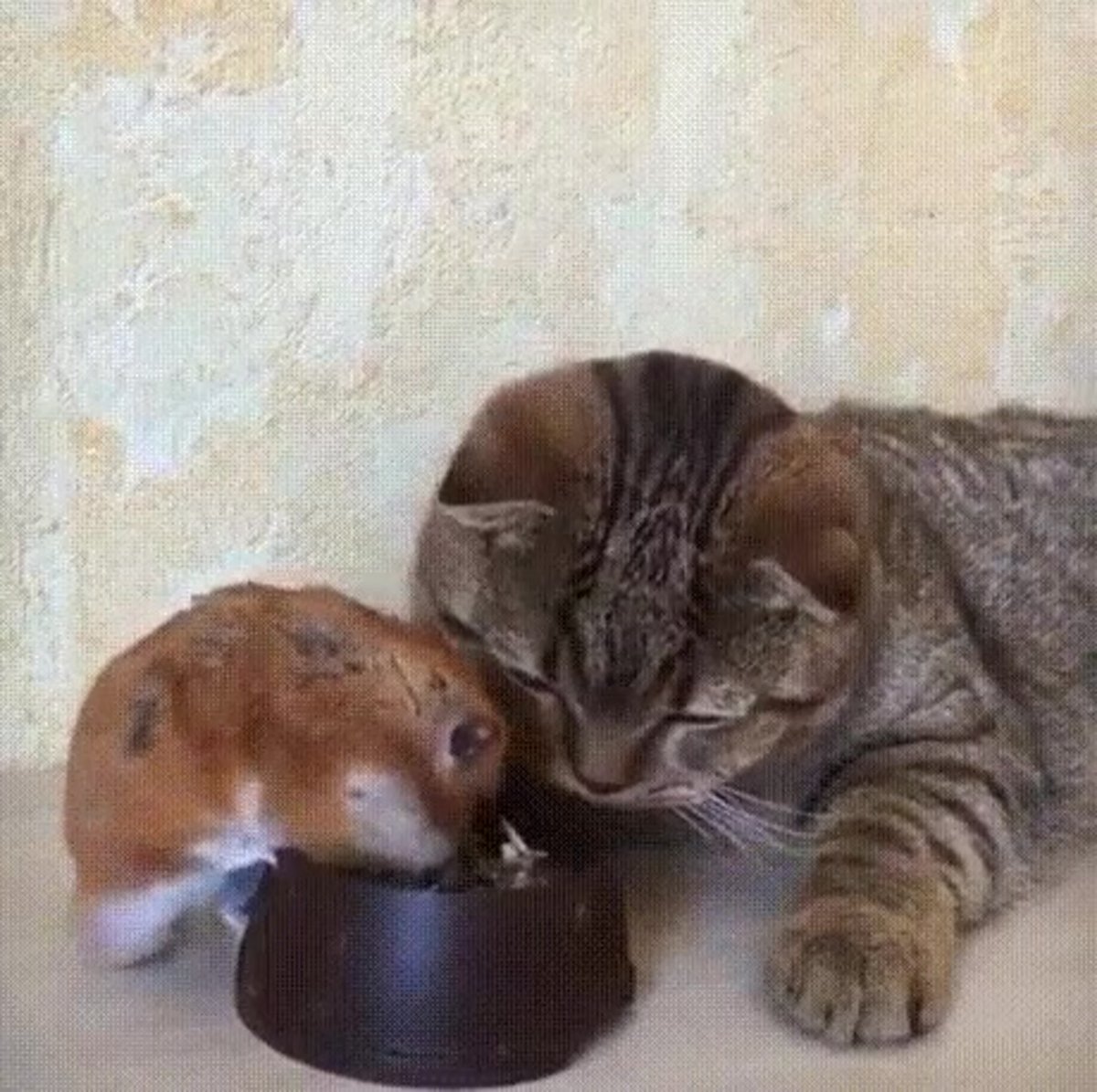 Кошка и хомяк