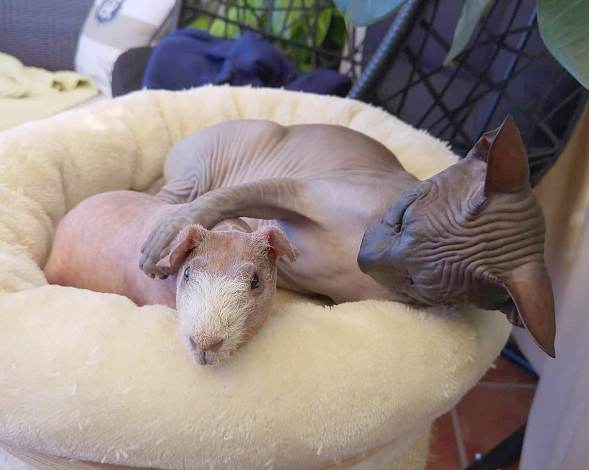 Морская Свинка сфинкс