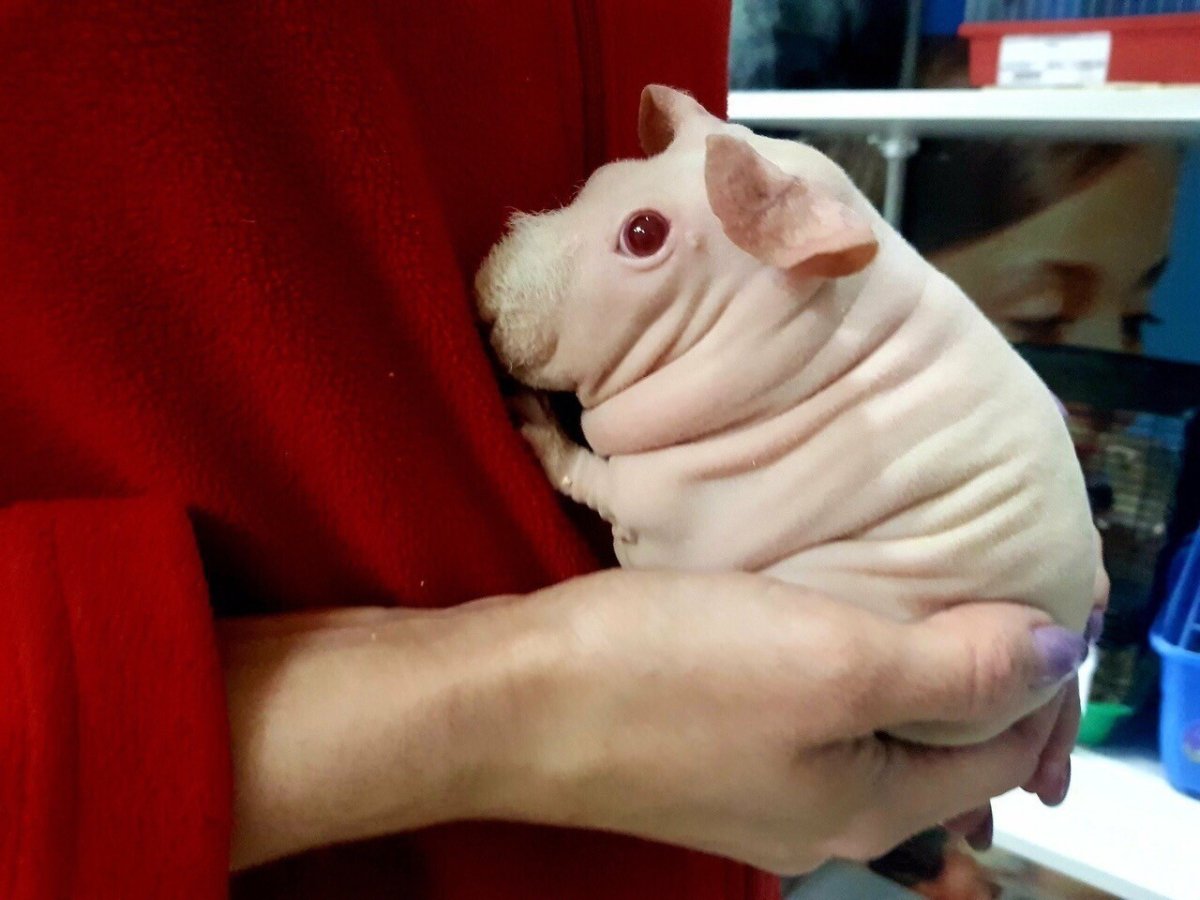 Лысая морская Свинка альбинос