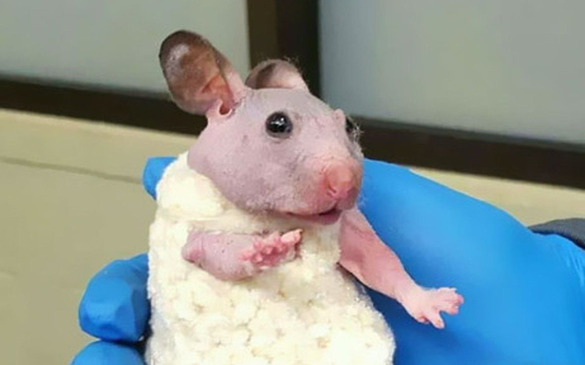Хомячки без шерсти