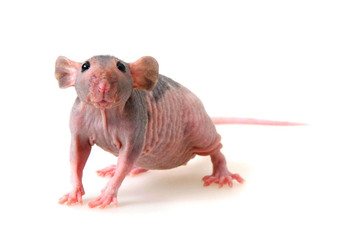 Лысая крыса на белом фоне