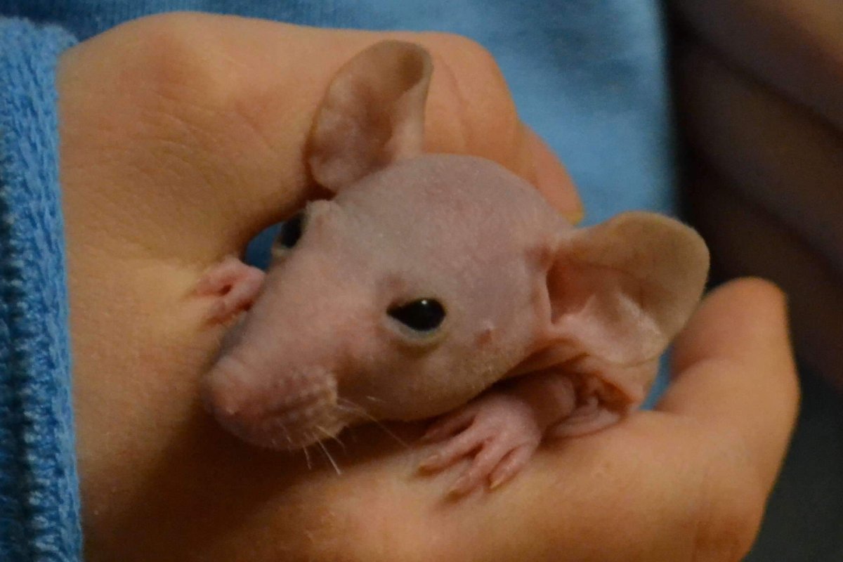 Крысята Дамбо сфинкс