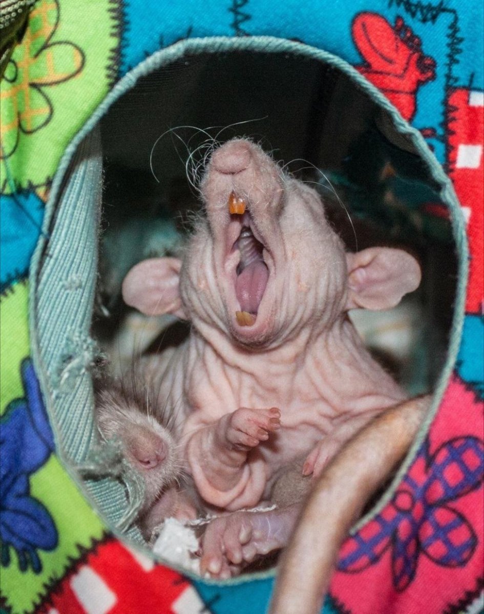 Хомяк сфинкс