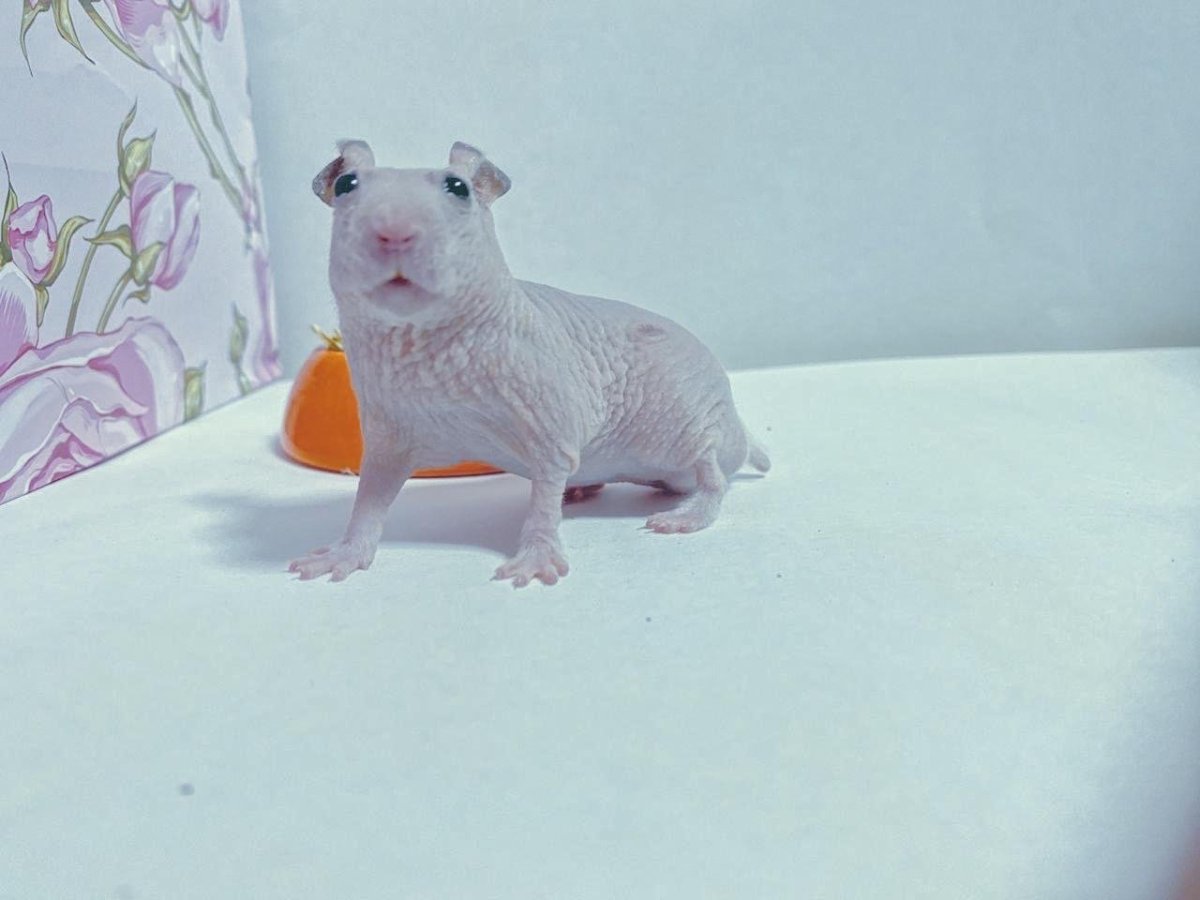 Хомяк сфинкс