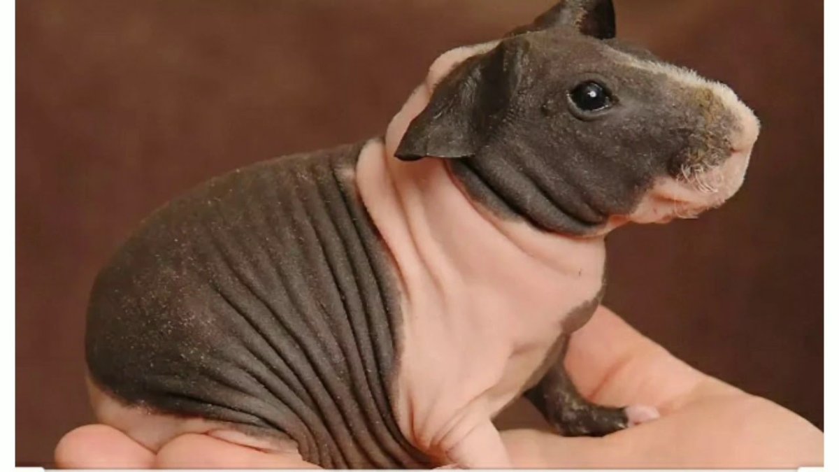 Лысая морская Свинка скинни