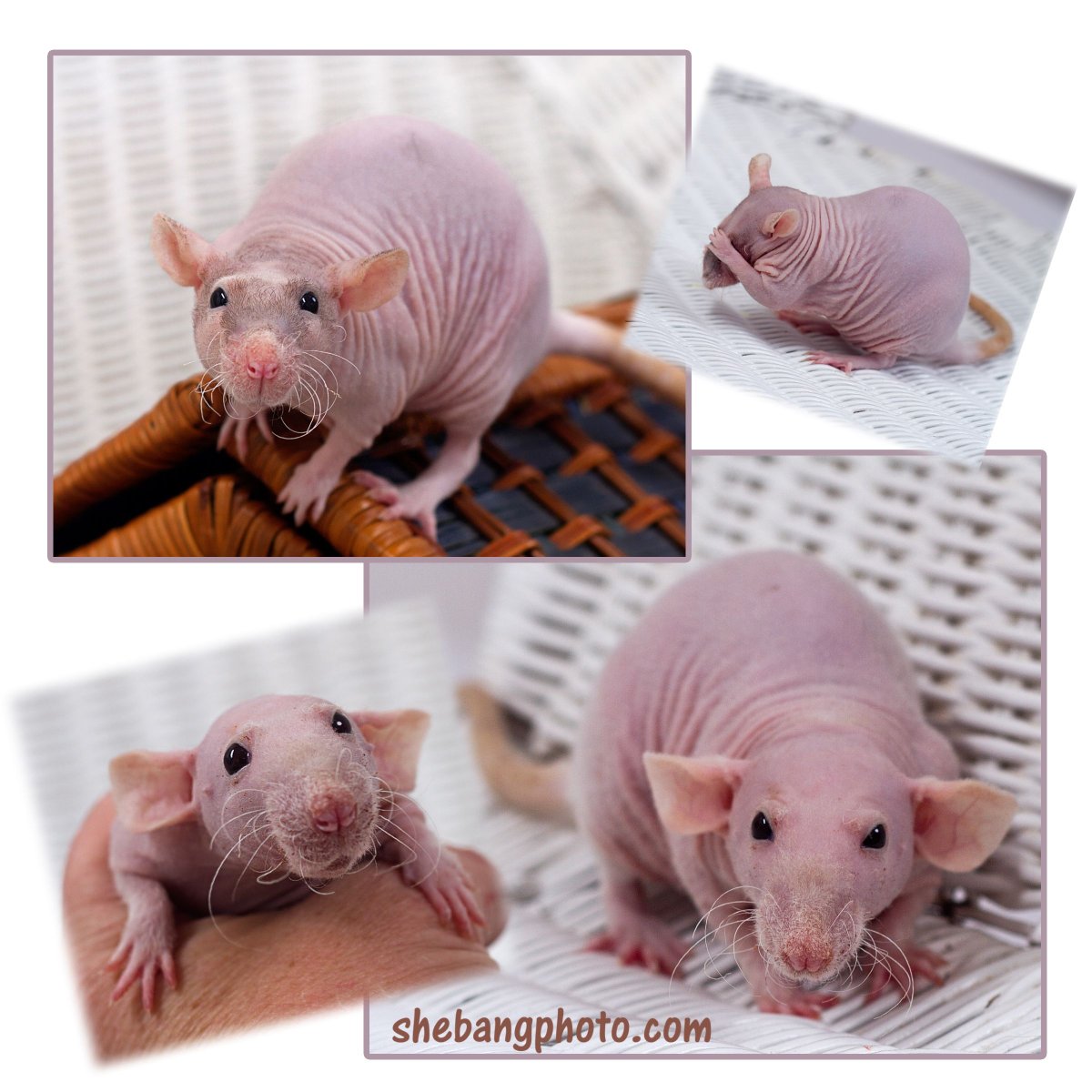 Милые крыски и щенята