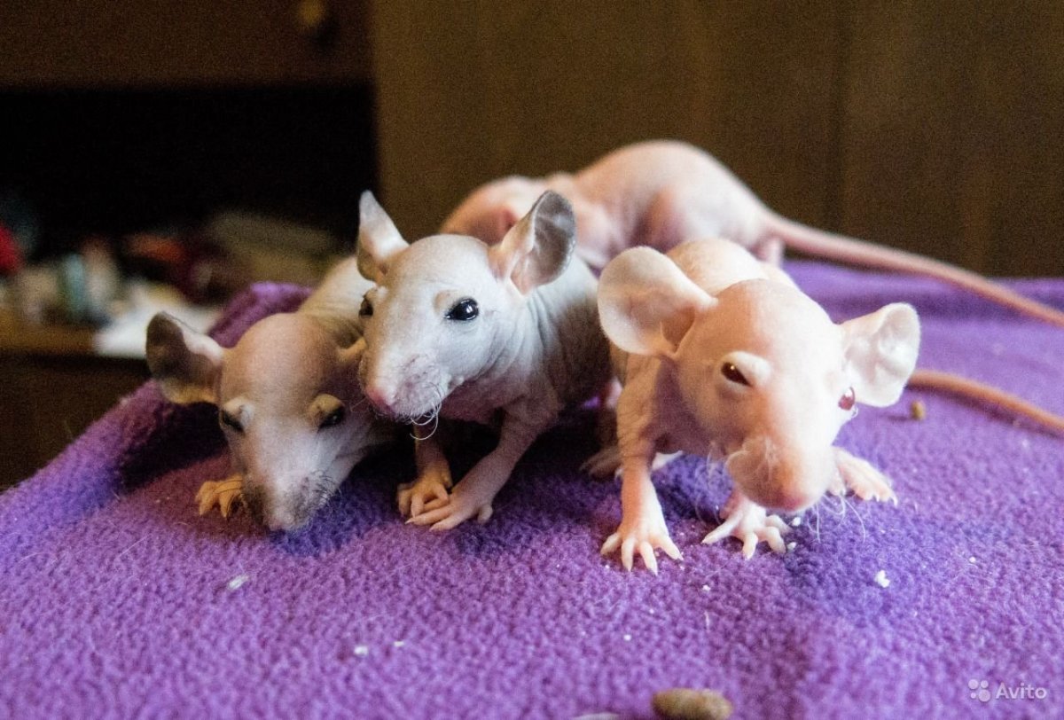 Крыса сфинкс