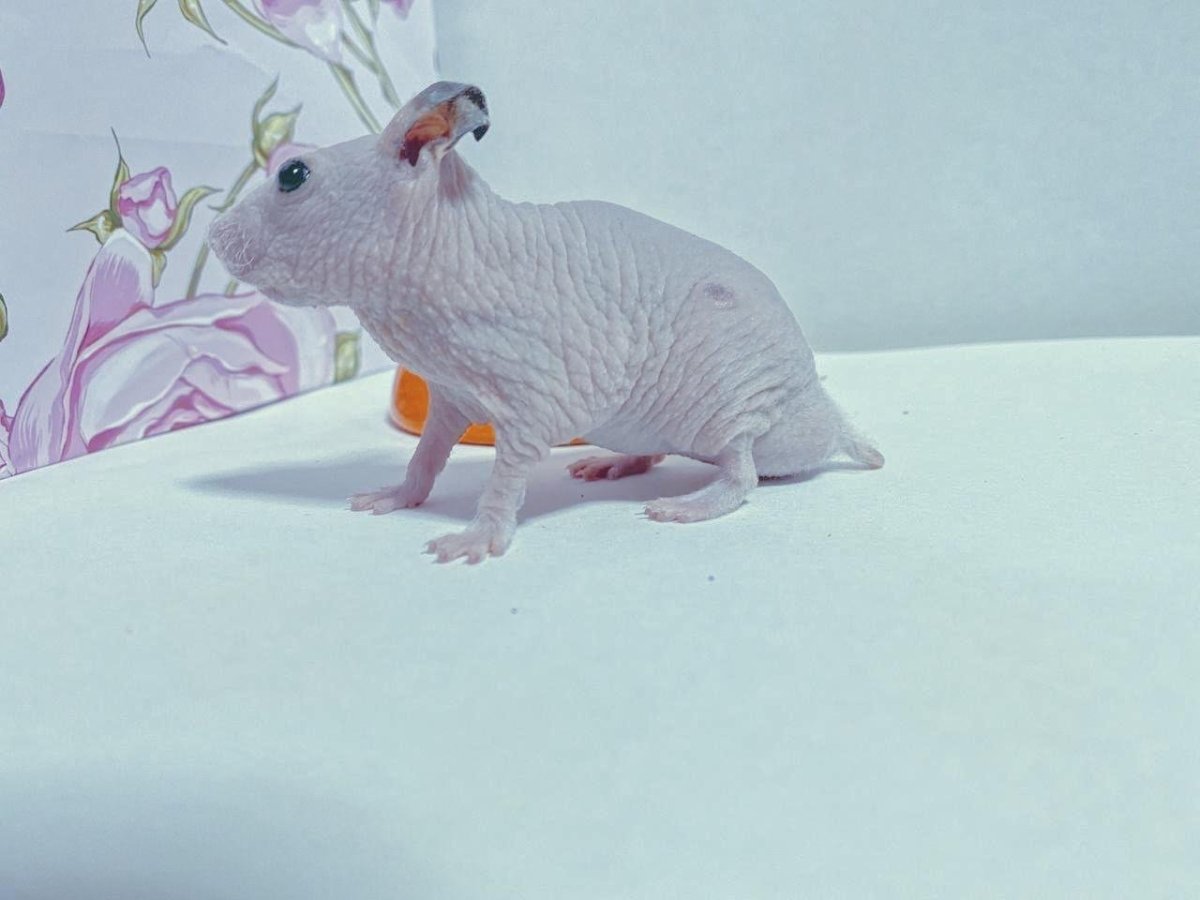 Сфинксов хомячков