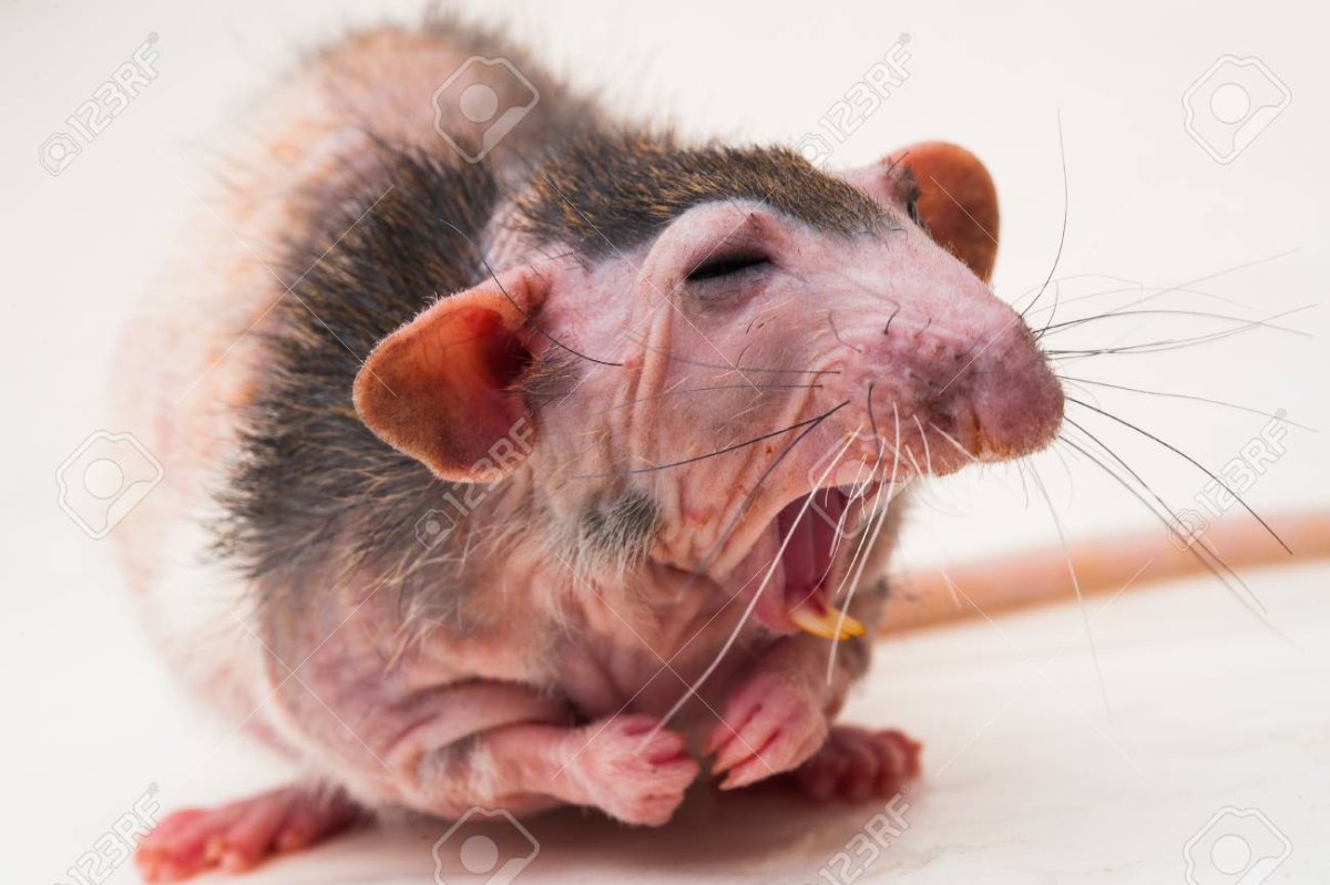 The Sphinx rat is bald macro