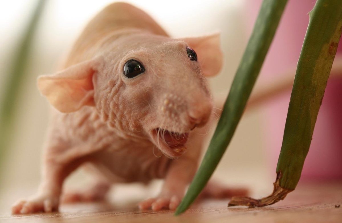 Лысая крыса Дамбо