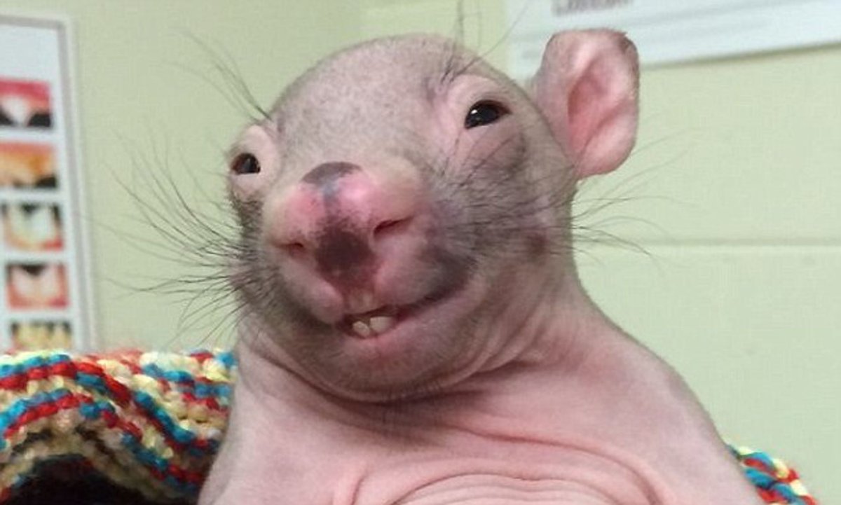 Крыса и вомбат