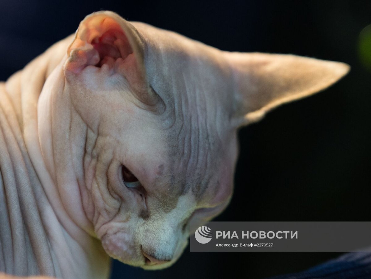 Сфинкс кошка как на ощупь