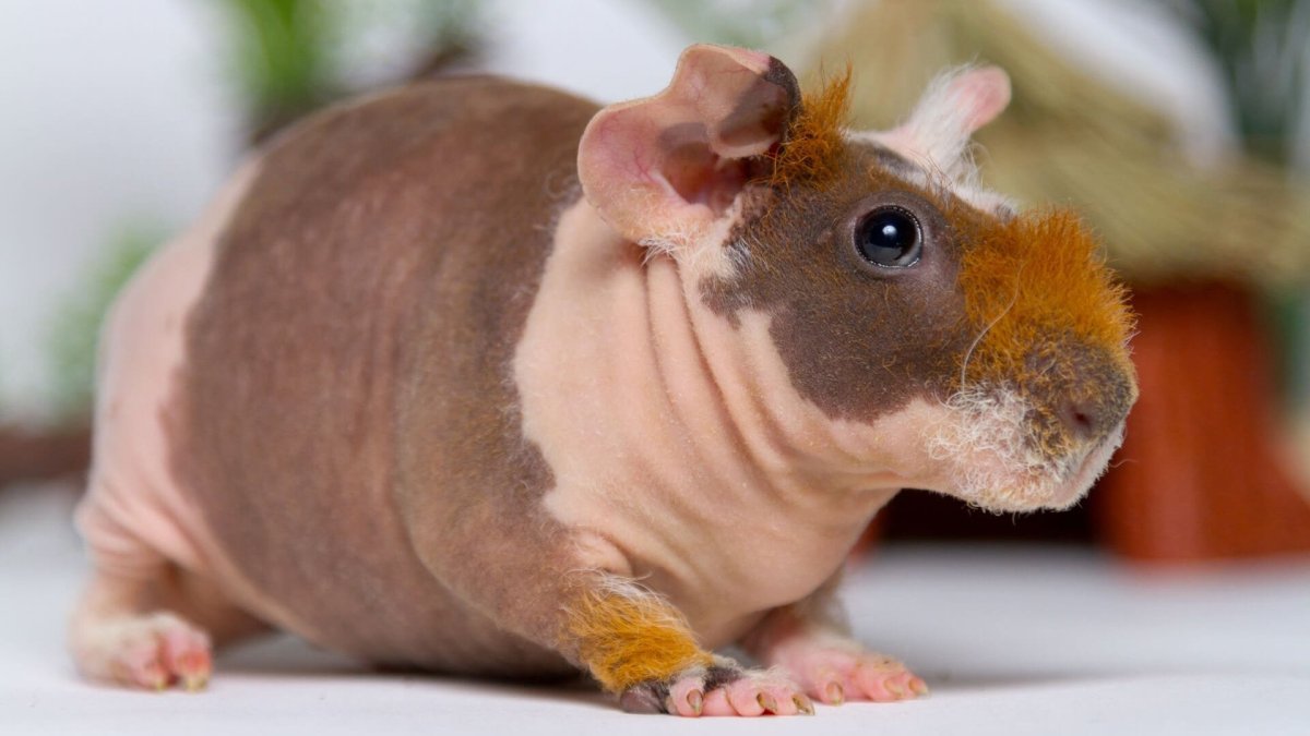 Лысые морские свинки скинни