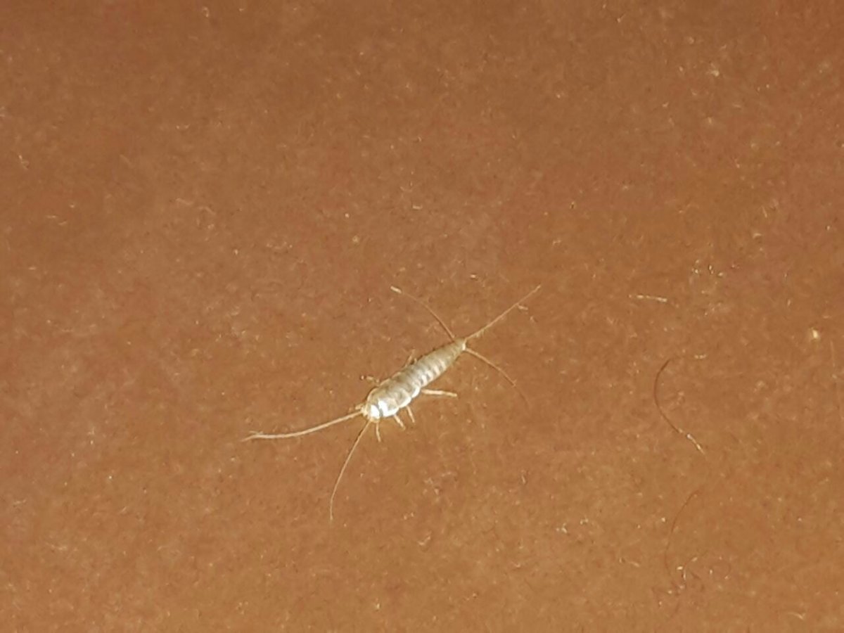 Нимфа кузнечика