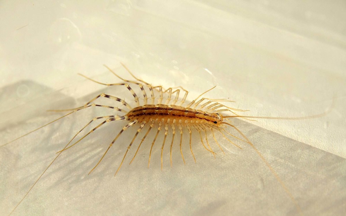 Обыкновенная мухоловка скутигера