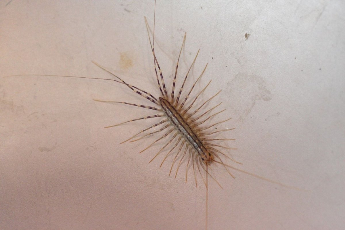 Мухоловка домашняя сколопендра