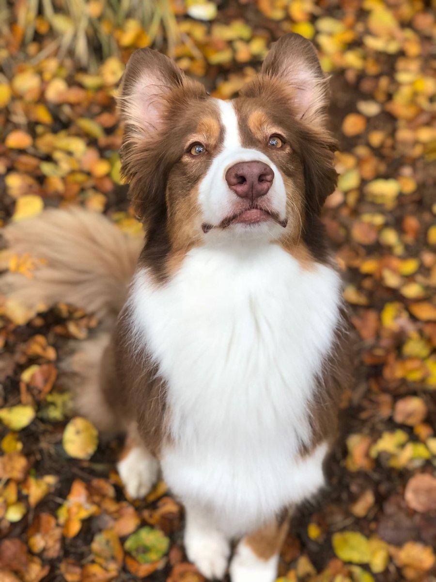 Австралийская овчарка и корги