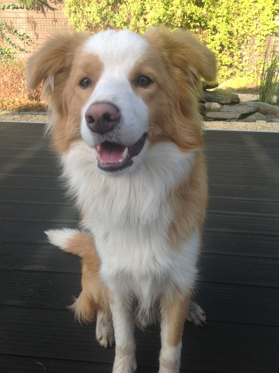 Бордер колли метис рыжий