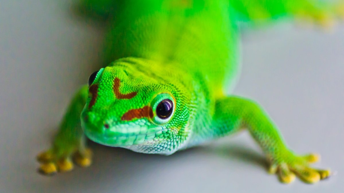 Пантеровый хамелеон