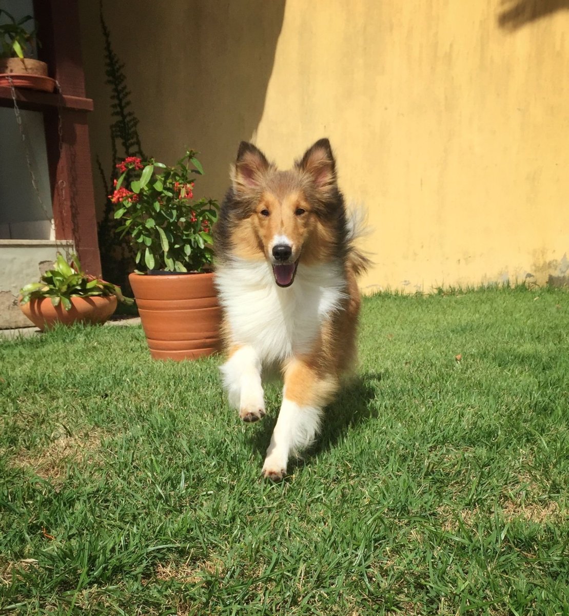 Метис корги и шелти