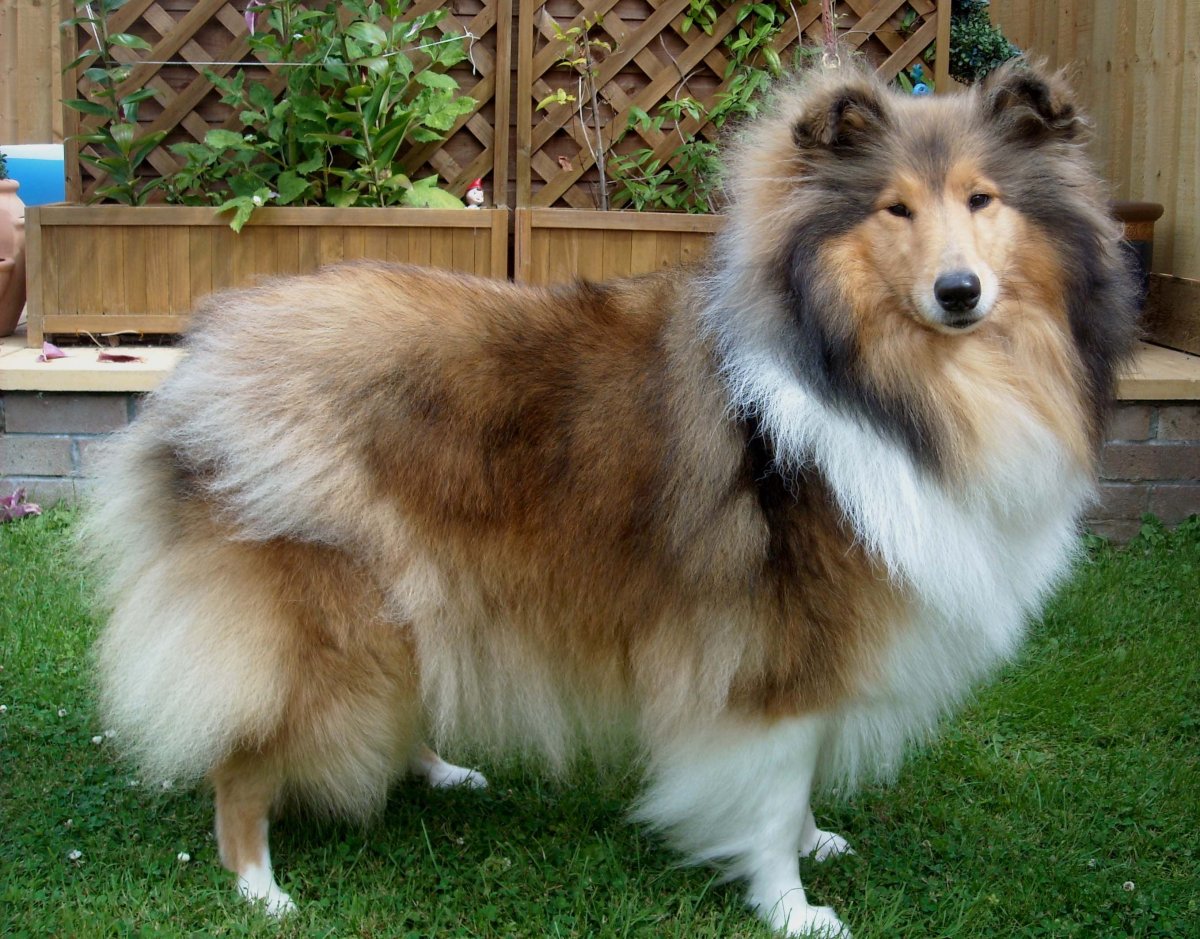 Маламут длинношерстный