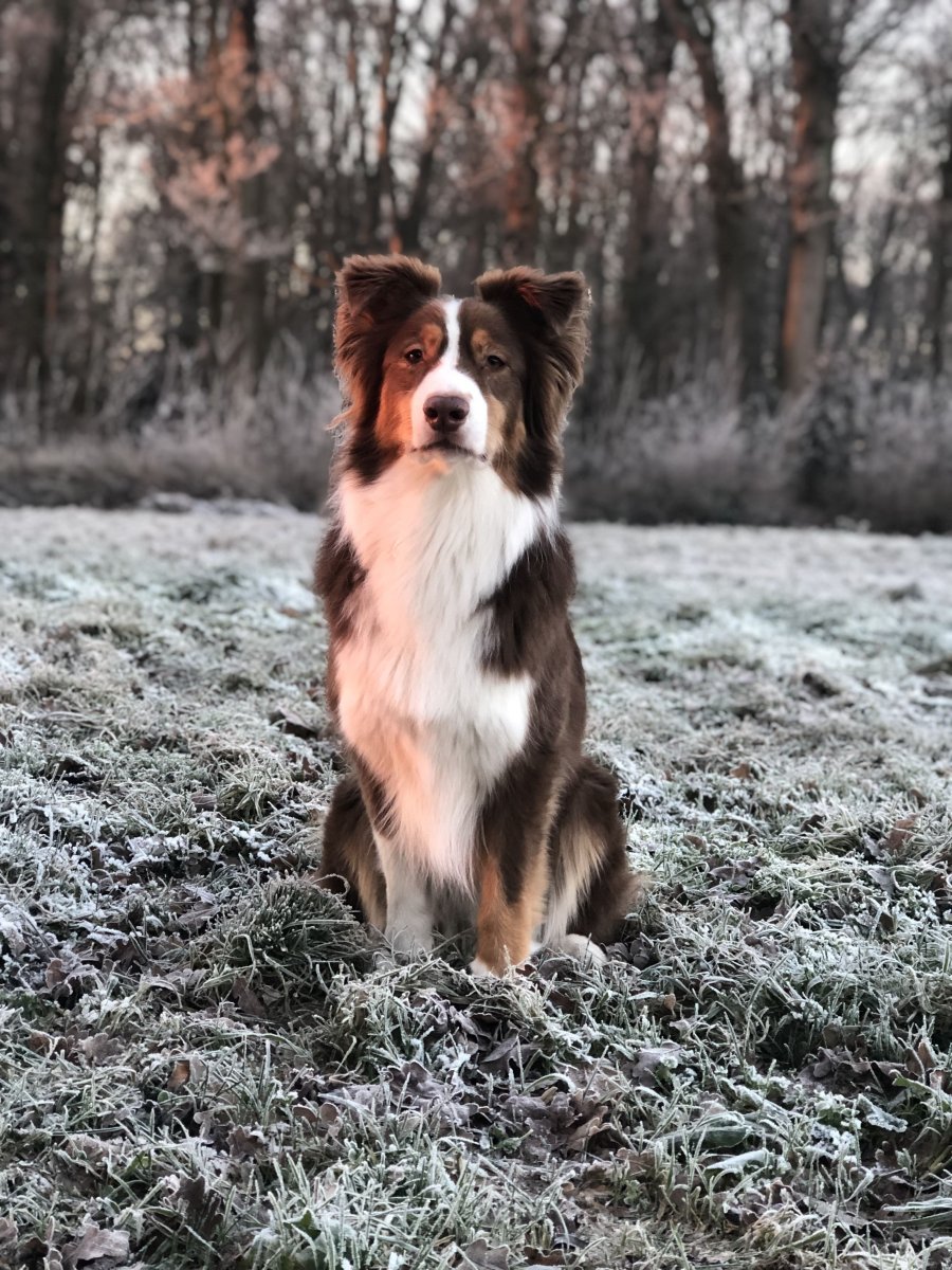 Бордер колли и овчарка