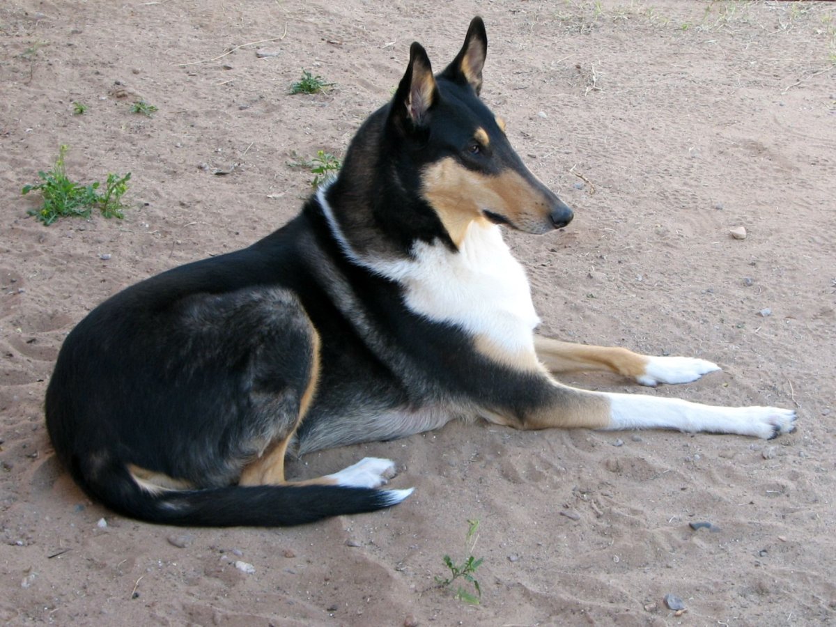 Помесь добермана и колли