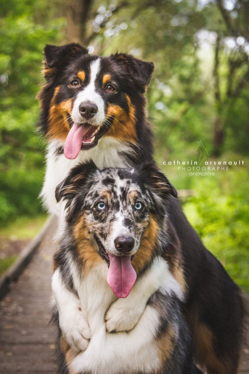 Колли австралийская овчарка