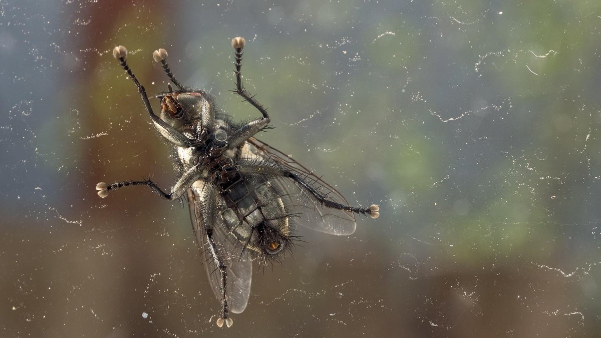 Муха на стекле