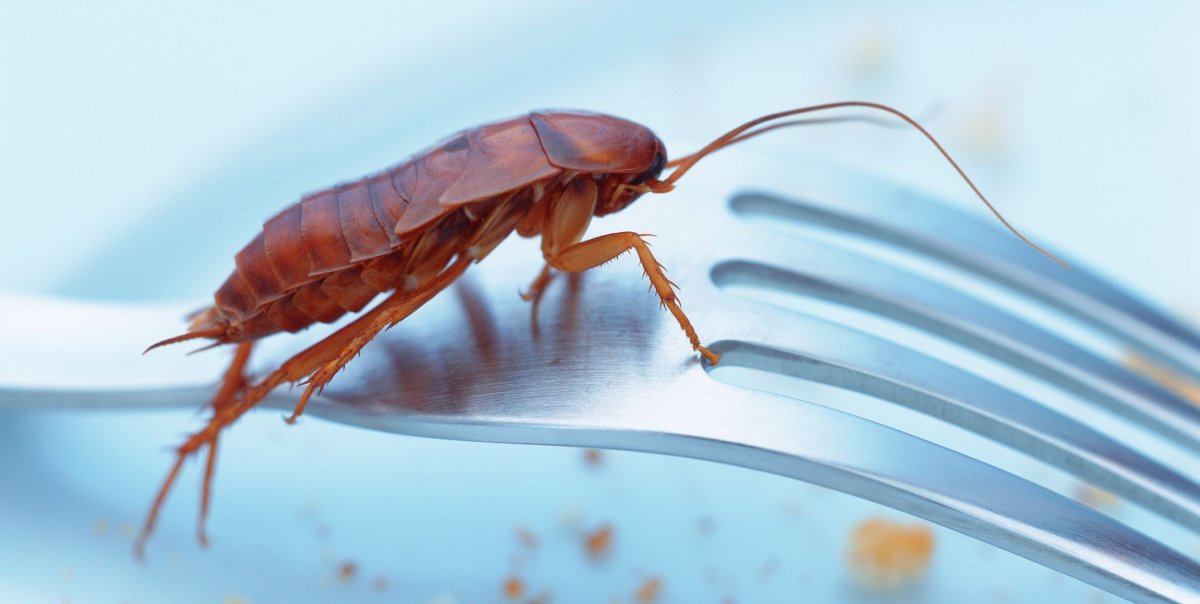 Таракан на белом фоне