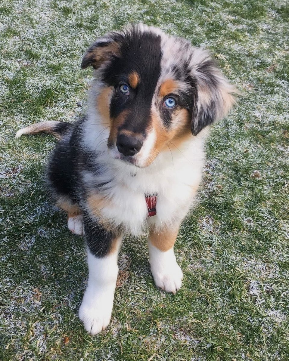 Аусси австралийская овчарка