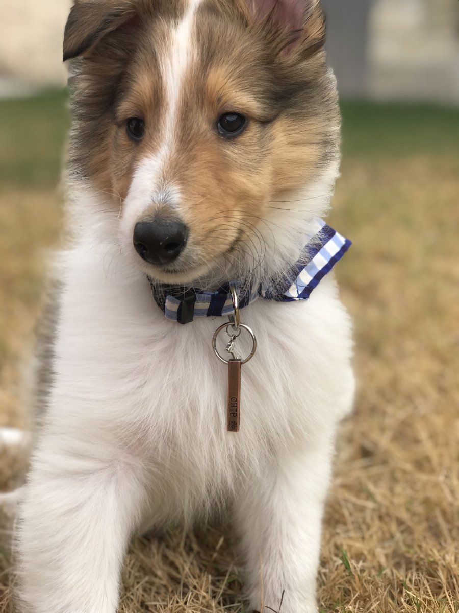 Помесь колли