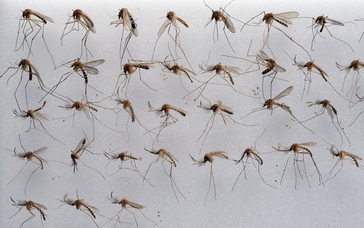 Богомол и Саранча