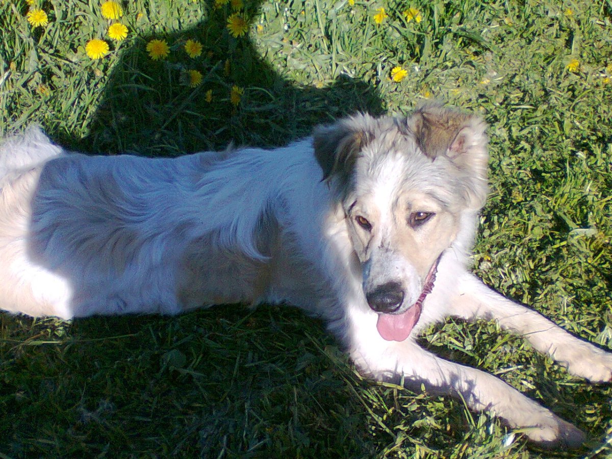 Потерялась белая собака