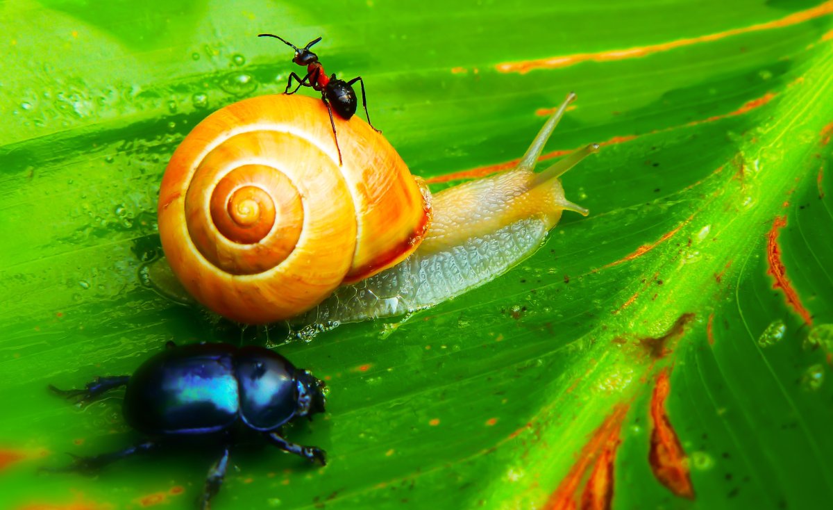 Улитка бабочка