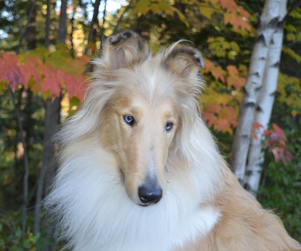 Метис колли