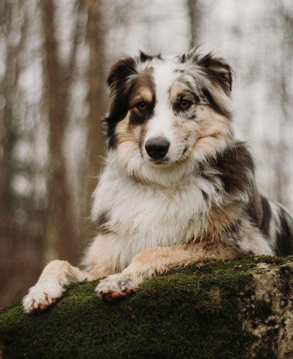 Аусси и бордер колли