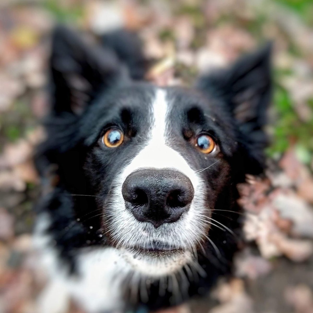 Метис бордер колли