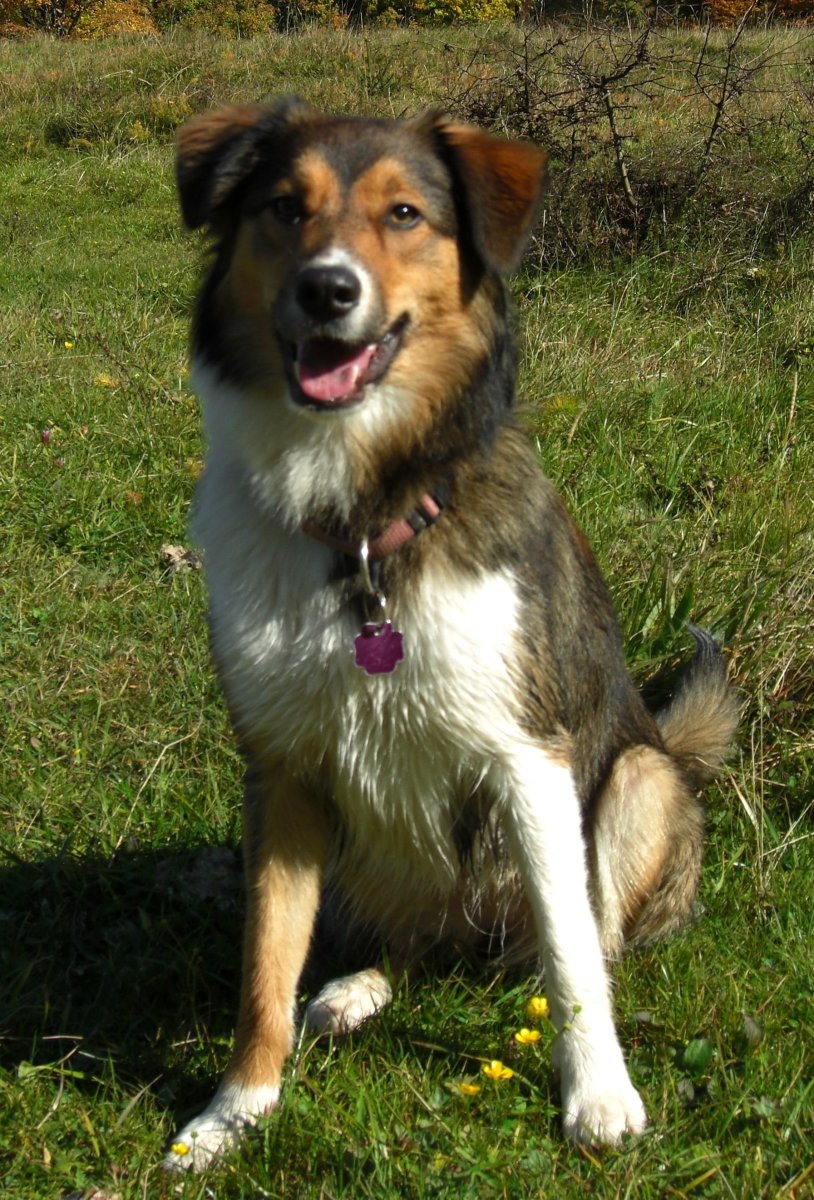 Метис бордер колли