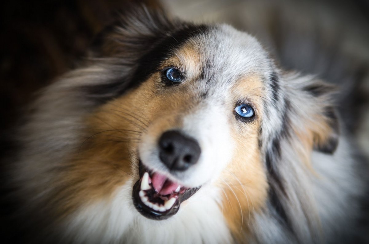 Шелти голубоглазая