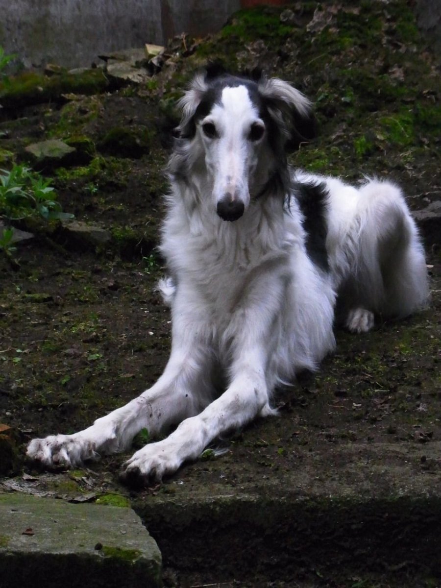 Колли русская борзая