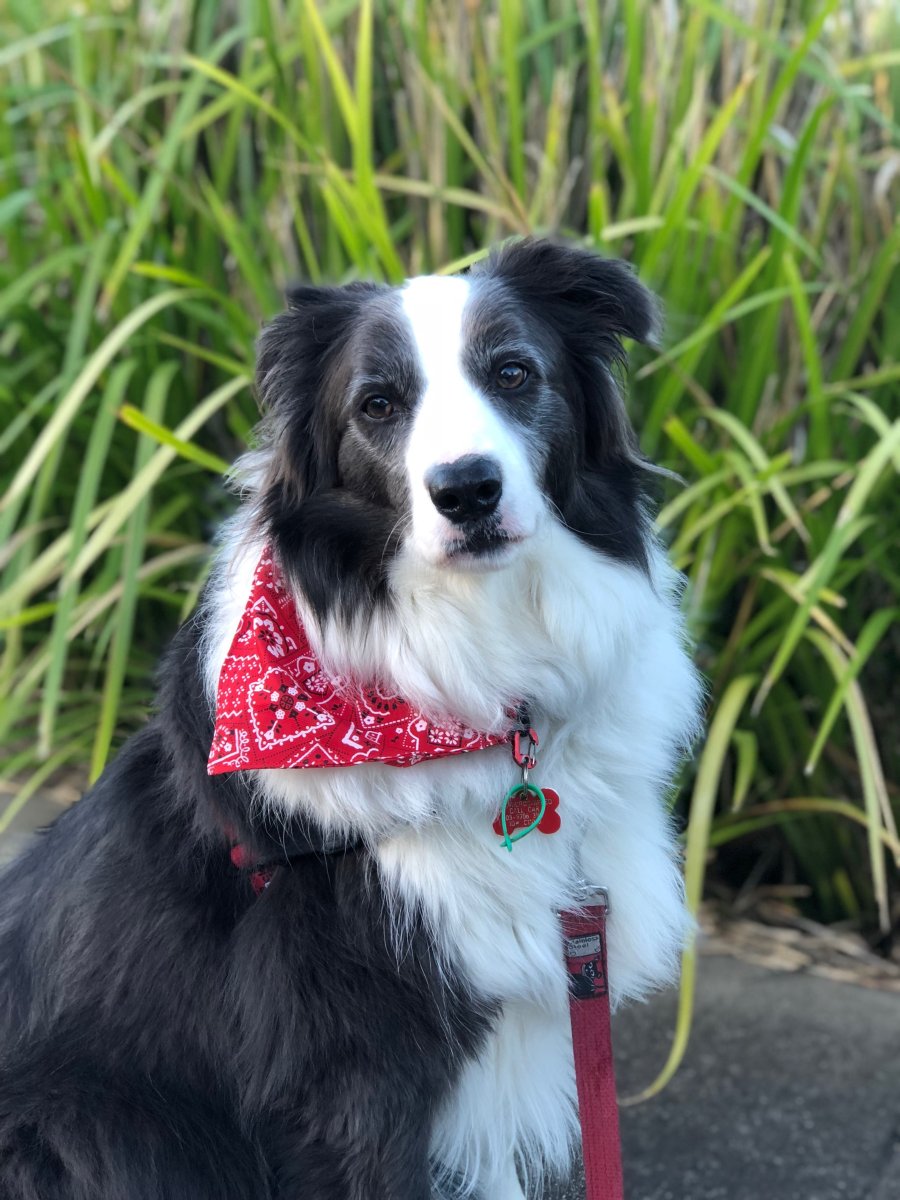 Метис бордер колли