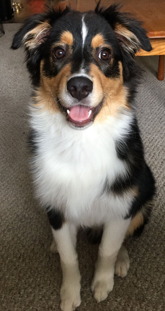 Австралийская овчарка аусси метис