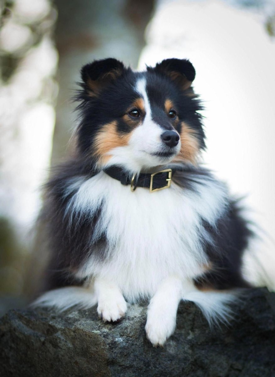 Овчарка шелти